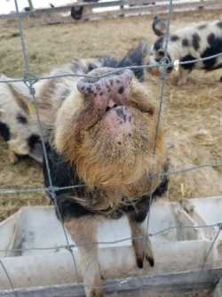 Kune Kune Boars