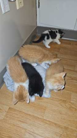 Kittens to give away 
