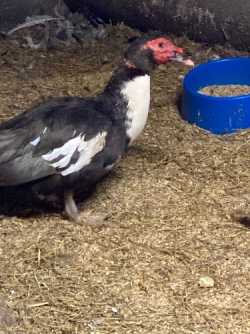 Muscovy Drakes