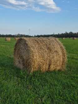 Hay for Sale
