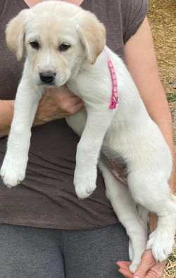 Puppies for Sale