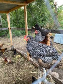 Barred Rock rooster