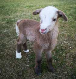 Bottle Lamb 