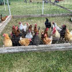 Hens